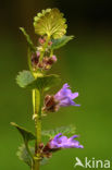 Ground Ivy (Glechoma hederacea)