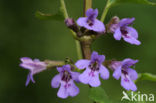 Hondsdraf (Glechoma hederacea)