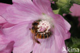 Honey bee (Apis mellifera)