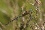 Hoogveenglanslibel (Somatochlora arctica) 