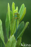 Houtpantserjuffer (Lestes viridis)