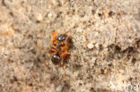 Humusmier (Lasius platythorax)