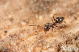 Lasius platythorax