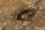 Hydroporus planus