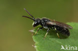 Hylaeus paulus