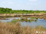 Internationaler Naturpark Bourtanger Moor-Bargerveen