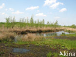 Internationaler Naturpark Bourtanger Moor-Bargerveen