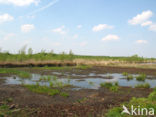 Internationaler Naturpark Bourtanger Moor-Bargerveen