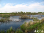 Internationaler Naturpark Bourtanger Moor-Bargerveen