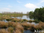 Internationaler Naturpark Bourtanger Moor-Bargerveen