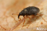 Isochnus populicola