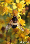 White-banded Drone Fly (Volucella pellucens)