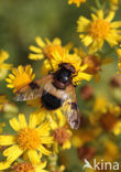 White-banded Drone Fly (Volucella pellucens)