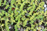Smoother Rupture-wort (Herniaria glabra)