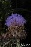 Cardoon (Cynara cardunculus)