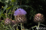 Kardoen (Cynara cardunculus)