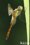 Eurasian red dragonfly (Sympetrum depressiusculum)