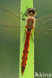 Eurasian red dragonfly (Sympetrum depressiusculum)