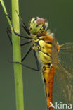 Eurasian red dragonfly (Sympetrum depressiusculum)