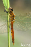 Eurasian red dragonfly (Sympetrum depressiusculum)