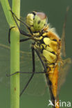 Eurasian red dragonfly (Sympetrum depressiusculum)