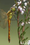 Kempense heidelibel (Sympetrum depressiusculum) 