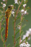 Eurasian red dragonfly (Sympetrum depressiusculum)