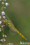 Eurasian red dragonfly (Sympetrum depressiusculum)