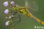 Eurasian red dragonfly (Sympetrum depressiusculum)