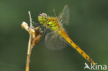 Eurasian red dragonfly (Sympetrum depressiusculum)