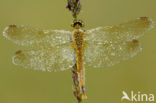 Eurasian red dragonfly (Sympetrum depressiusculum)