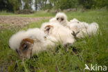 Barn Owl (Tyto alba)