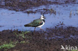 Lapwing (Vanellus vanellus)