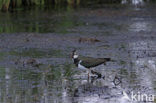 Lapwing (Vanellus vanellus)