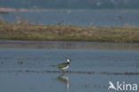 Lapwing (Vanellus vanellus)