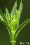 Kleefkruid (Galium aparine)