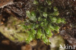 Common Pocket-moss (Fissidens taxifolius)