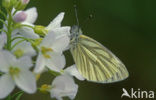 Klein geaderd witje (Pieris napi)