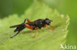 Chalcosyrphus valgus