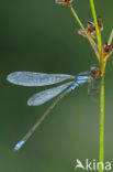 Kleine Roodoogjuffer (Erythromma viridulum)