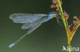 Kleine Roodoogjuffer (Erythromma viridulum)