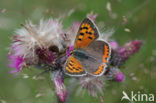 Kleine vuurvlinder (Lycaena phlaeas)