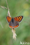 Kleine vuurvlinder (Lycaena phlaeas)