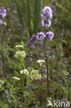 Lesser Waterparsnip