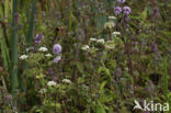 Kleine watereppe (Berula erecta)