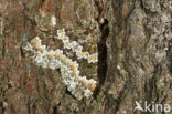 Kleine wortelhoutspanner (Electrophaes corylata)