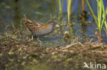 Baillon’s Crake (Porzana pusilla)