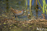 Kleinst Waterhoen (Porzana pusilla) 