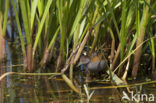 Kleinst Waterhoen (Porzana pusilla) 