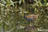 Kleinst Waterhoen (Porzana pusilla) 